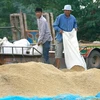 Gobierno tailandés busca estabilizar precios del arroz