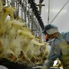 Exportan primer lote de pollo vietnamita a Japón