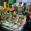 Primer lote de pitahaya vietnamita llega a mercados de Australia