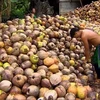 Indonesia ingresa 900 millones de dólares de exportaciones de coco