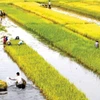 Delta del Mekong promueve productos locales