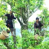 Tailandia busca reforzar cadenas de suministro de productos agrícolas 