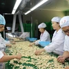 Vietnam ingresa casi tres mil millones de dólares por exportación de anacardo