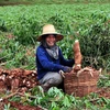 Tailandia despliega medidas de apoyo a cultivadores de mandioca
