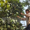 Exploran oportunidad de promoción de marca comercial de pimienta vietnamita