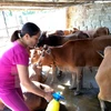 Vietnam inicia producción general de vacuna contra fiebre aftosa del ganado 