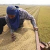 Agricultores tailandeses reducirán áreas de cultivo de arroz