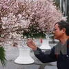 Celebrarán en Hanoi Festival de Flores de Cerezo