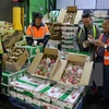 Vietnam ingresa 3,34 mil millones de dólares por exportaciones de frutas y verduras