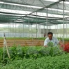 Vietnam coopera con Japón en mejoramiento de cadenas de producción agrícola limpia