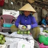 Provincia sudvietnamita exportará primer lote de caimito a Estados Unidos