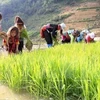  Vietnam aplica severas penas a empleadores de trabajadores infantiles