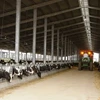 Granjas de TH True Milk en Rusia reciben primer rebaño de vacas estadounidenses