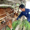 Impulsan la producción en zonas pobres en Vietnam