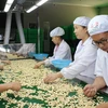 Vietnam ayudará a Camboya a aumentar la producción de anacardo