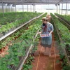 Vietnam impulsa desarrollo de cooperativas agrícolas de alta tecnología