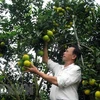 Inician construcción de fábrica de procesamiento de frutas en provincia septentrional vietnamita