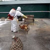 Vietnam no reporta nueva cepa de gripe aviar