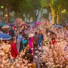 Festival de flores de cerezos tendrá lugar en Hanoi en marzo próximo