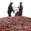 Exportación de café vietnamita en enero experimenta aumentos en valor y volumen 
