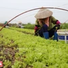 Vegetales de Nhat Viet conquistan el corazón del consumidor