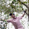 Vietnam trabaja para exportar caimito a mercados mundiales 