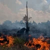 Indonesia declara emergencia tras incendio forestal