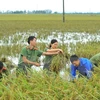 Aumentan calidad de vida de pobladores en zonas rurales en provincia norvietnamita