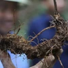 Grupos vietnamitas invierten millones de dólares en proyectos de ginseng Ngoc Linh