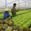 Introducen tecnologías de cultivo de verduras limpias de Vietnam en Singapur