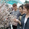 Sakura florece en exhibición en festival cultural Vienam-Japón