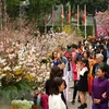 Festival de flores de cerezo en Hanoi se extiende hasta hoy