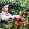 Vietnam ingresa mil millones de dólares por exportaciones de café en primer trimestre