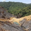 Vietnam: cobertura forestal alcanza más de 41 por ciento