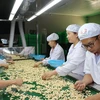 Vietnam ingresa fondo millonario en el primer trimestre por exportaciones de anacardo