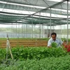 Vietnam busca reforzar marca nacional de productos hortofrutícolas