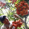 Vietnam exportará rambután a Nueva Zelanda