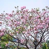 Ciudad Ho Chi Minh se tiñe de rosa con árboles de trompeta de color