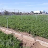 Vietnam y Japón debaten aplicación de nanotecnología en la agricultura