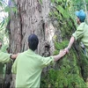 Descubren en Vietnam árbol Fokienia hodginsii de mil años