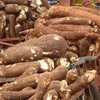 Tailandia exportará 1,5 millones de toneladas de yuca