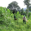 Vietnam replanta cerca de 57 mil hectáreas de bosques