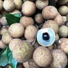 Vietnam promueve venta de longan a pocas semanas de comenzar recolección de la fruta