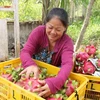 Taiwán (China) apoyará a Vietnam en agricultura de alta tecnología 