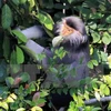 Provincia vietnamita realiza proyecto para proteger primates raros