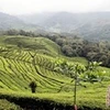 Té negro de Indonesia gana premio internacional