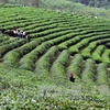 Vietnam, quinto exportador de té en el mundo