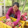 China sigue siendo mayor mercado receptor de verduras y frutas de Vietnam