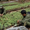  Ampliarán en Vietnam plantación del ginseng Ngoc Linh