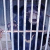 Provincia vietnamita cierra última granja privada de bilis de oso